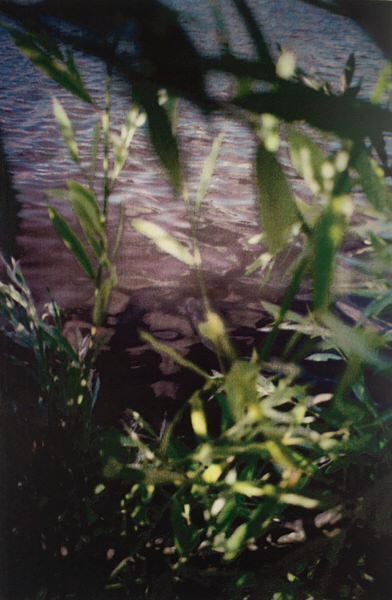 Kijken door het gebladerte naar het water.