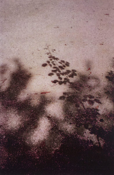 De schaduw van een bladdragende plant op heet zomerasfalt.