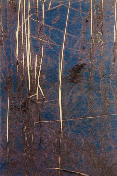 Een close-up van de stengels van waterplanten die boven het oppervlak uitsteken, én er in weerspiegeld worden.