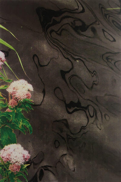 Bloeiende planten tegen een achtergrond met een patroon van licht weerspiegeld op golfjes.