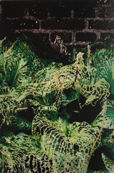 Bladeren van een plant waarvan de delen tussen de nerven bijna geheel opgegeten zijn door slakken, tegen een achergrond van donkere bakstenen.