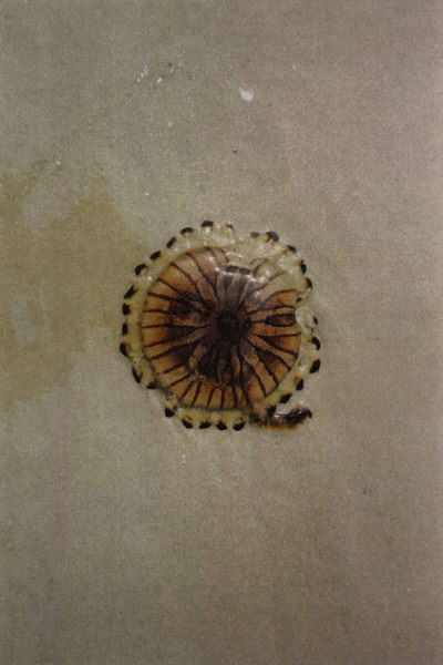 De geometrische vorm van een kwal die aangespoeld is op het strand.